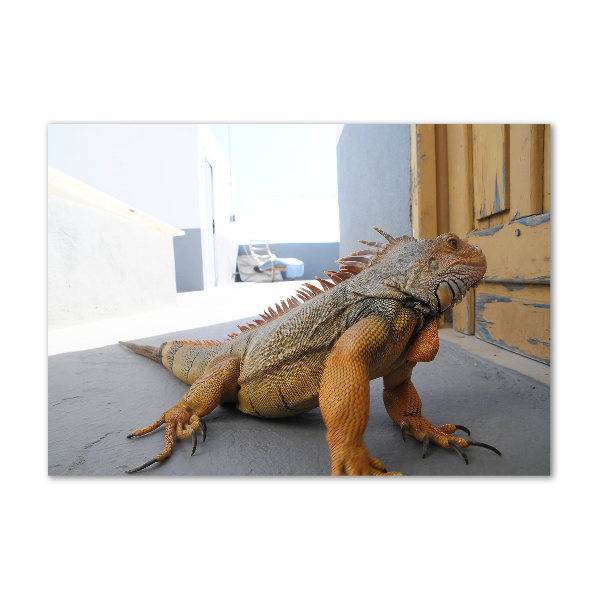 Foto-obraz zdjęcie szkło hartowane Iguana