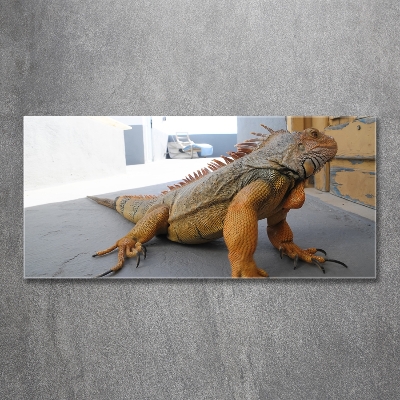 Foto-obraz zdjęcie szkło hartowane Iguana