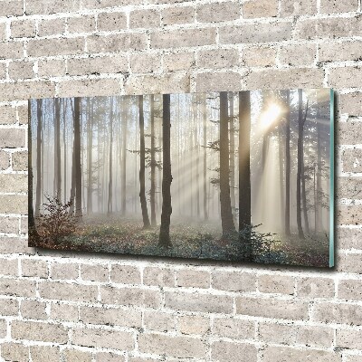 Foto schilderij op glas Mist in het bos