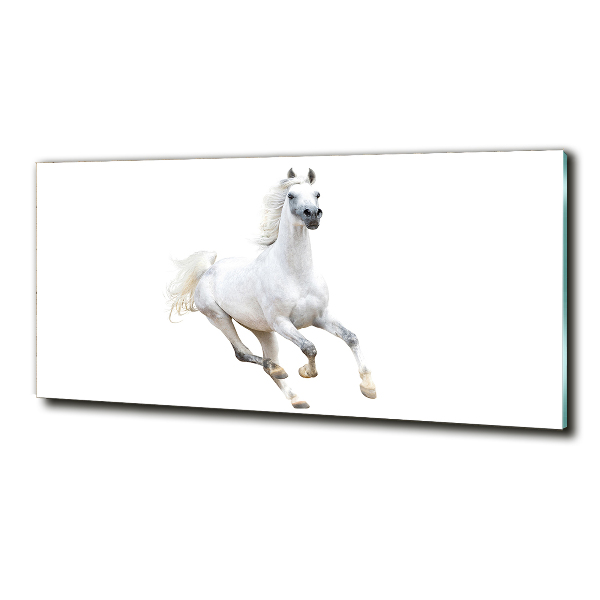 Foto schilderij op glas Wit Arabisch paard