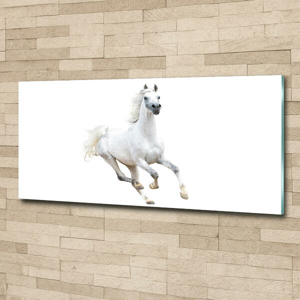 Foto schilderij op glas Wit Arabisch paard