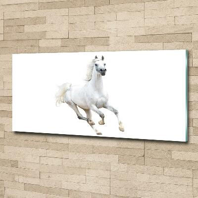 Foto schilderij op glas Wit Arabisch paard