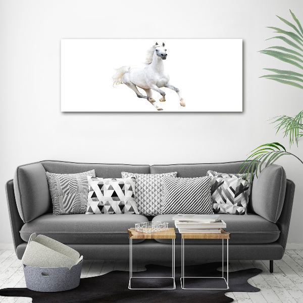 Foto schilderij op glas Wit Arabisch paard