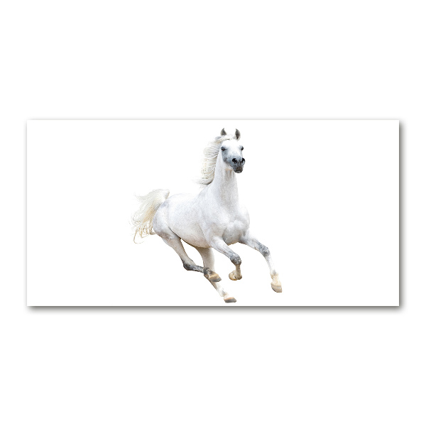 Foto schilderij op glas Wit Arabisch paard