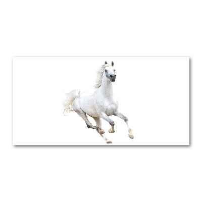 Foto schilderij op glas Wit Arabisch paard