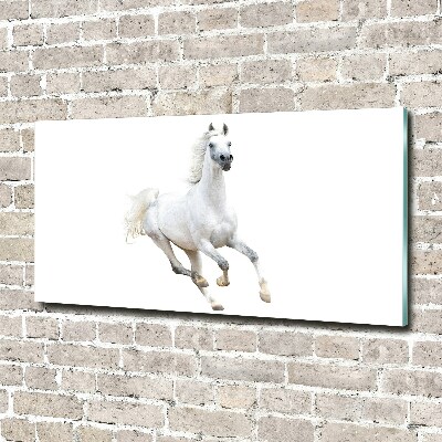 Foto schilderij op glas Wit Arabisch paard