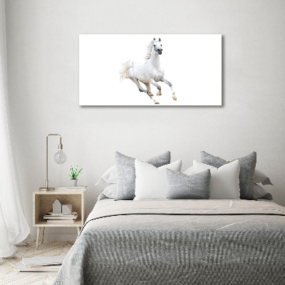 Foto schilderij op glas Wit Arabisch paard