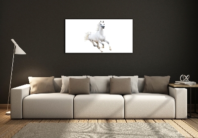 Foto schilderij op glas Wit Arabisch paard