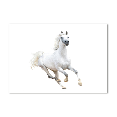 Foto schilderij op glas Wit Arabisch paard