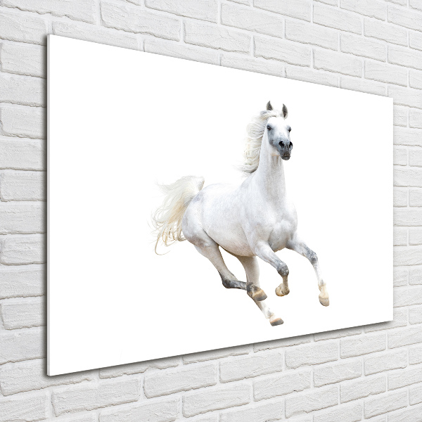 Foto schilderij op glas Wit Arabisch paard