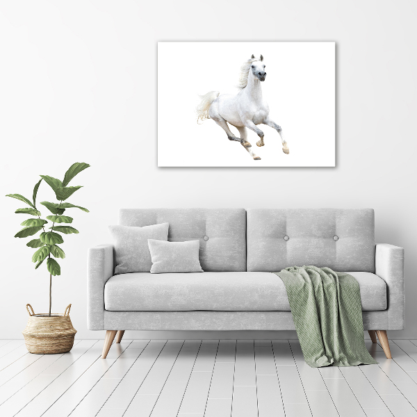 Foto schilderij op glas Wit Arabisch paard