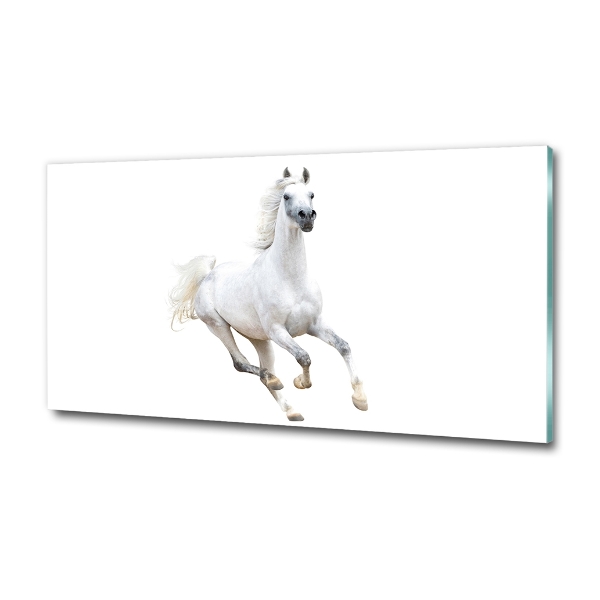 Foto schilderij op glas Wit Arabisch paard