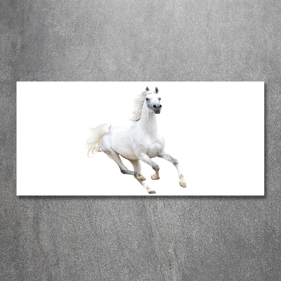 Foto schilderij op glas Wit Arabisch paard