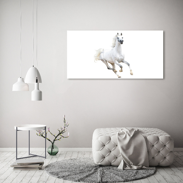 Foto schilderij op glas Wit Arabisch paard