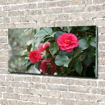Schilderij op glas Camelia