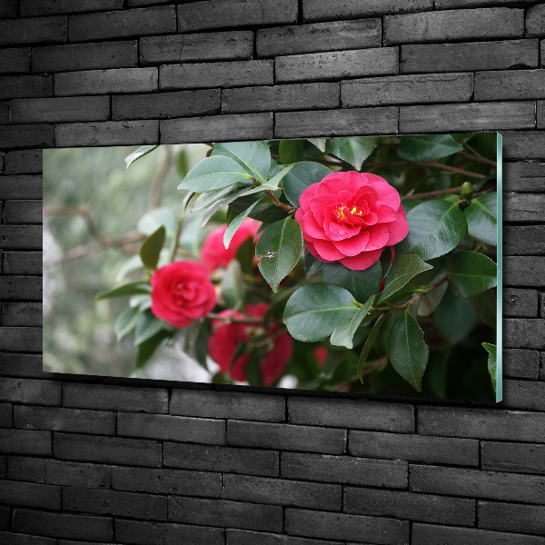 Schilderij op glas Camelia