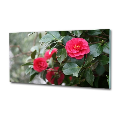 Schilderij op glas Camelia