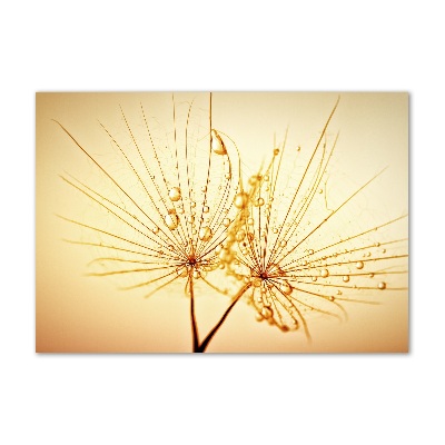 Glazen schilderij Paardenbloemzaden