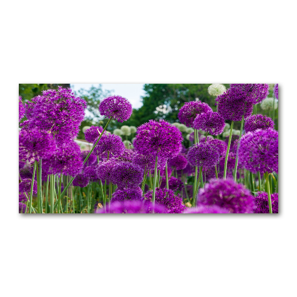 Schilderij op glas Knoflookbloemen