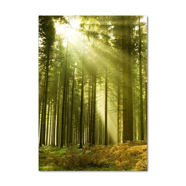 Verticale foto op glas De zon in het bos