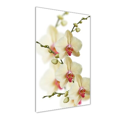 Verticale foto op glas Orchidee