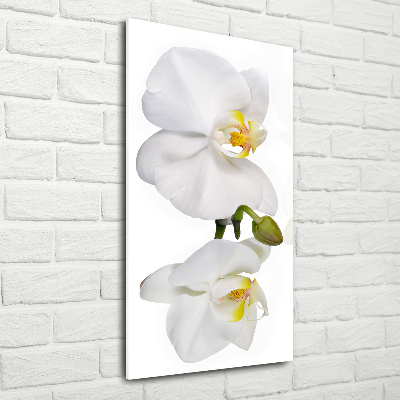Verticale foto op glas Witte orchidee