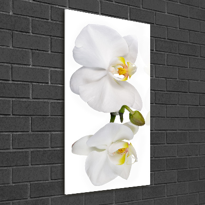 Verticale foto op glas Witte orchidee