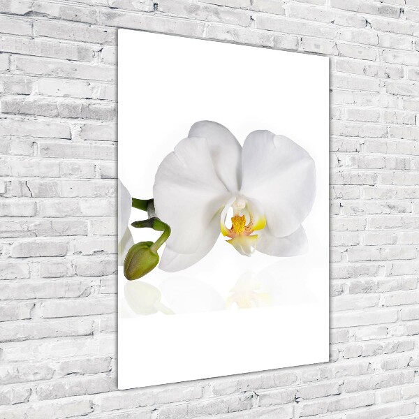 Verticale foto op glas Witte orchidee