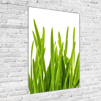 Verticale foto op glas Groen gras