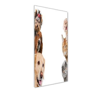 Verticale glasfoto Honden en katten