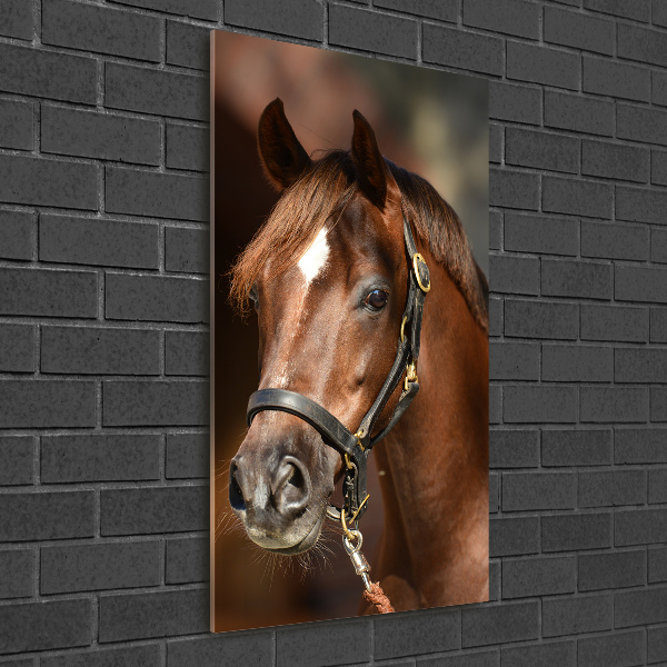 Verticale glasfoto Portret van een paard