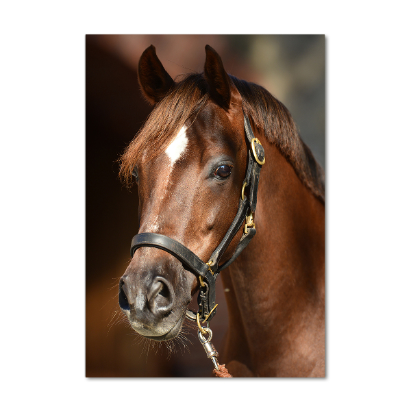 Verticale glasfoto Portret van een paard