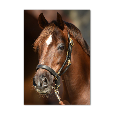 Verticale glasfoto Portret van een paard