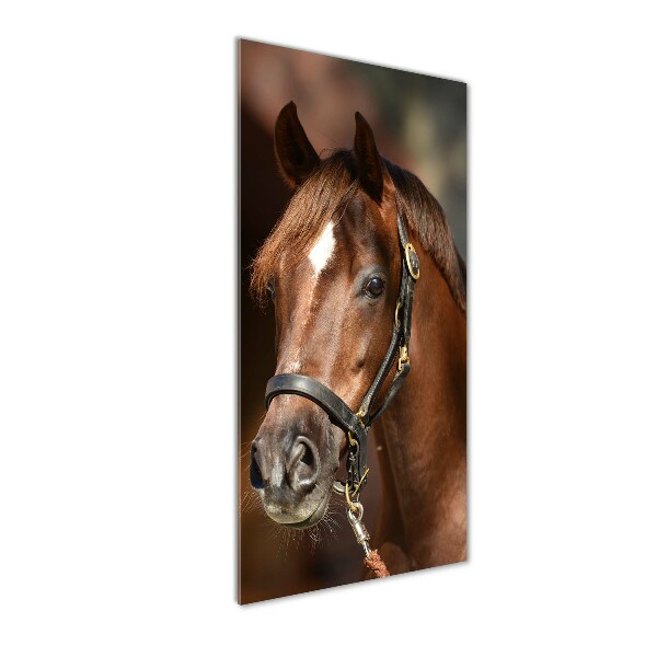 Verticale glasfoto Portret van een paard