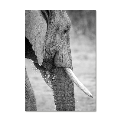 Verticale glasfoto Olifant