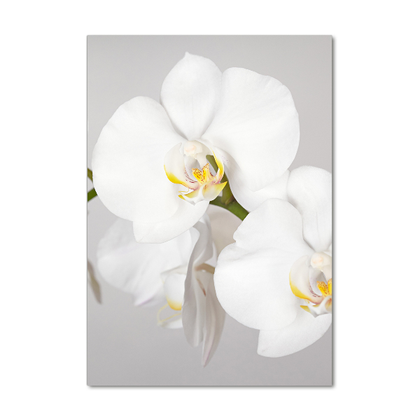 Verticale glasfoto Witte orchidee