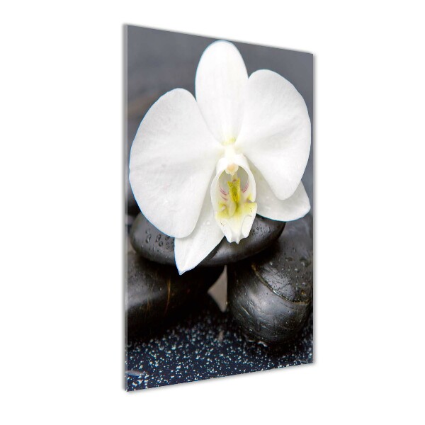 Verticale glasfoto Orchidee en stenen