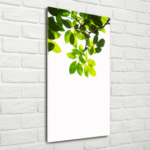 Verticale foto op glas Groene bladeren
