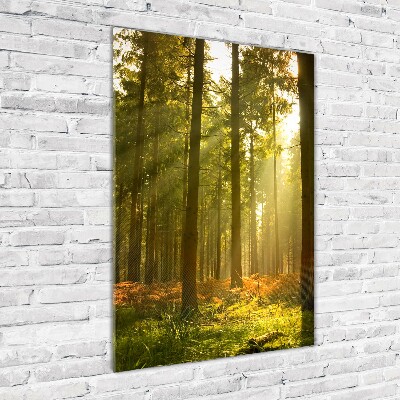 Verticale foto op glas Prachtig bos