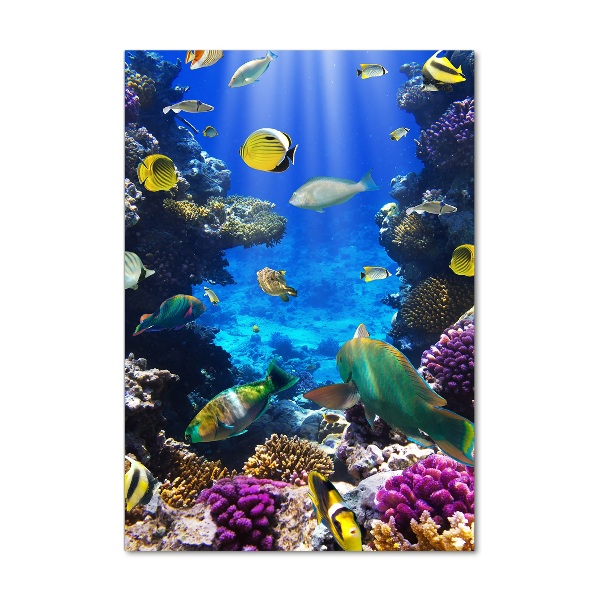 Verticale foto op glas Koraalrif