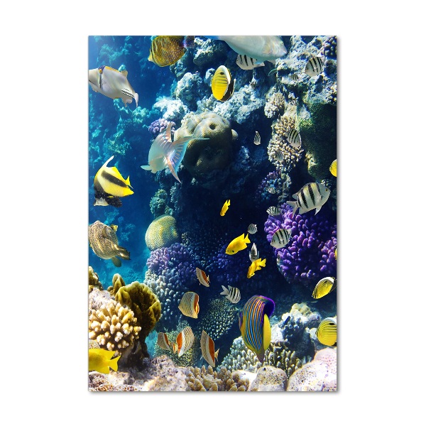 Verticale foto op glas Koraalrif