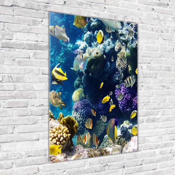 Verticale foto op glas Koraalrif