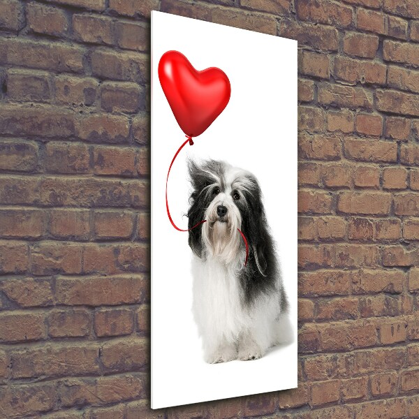 Verticale foto op glas Havanese met een ballon