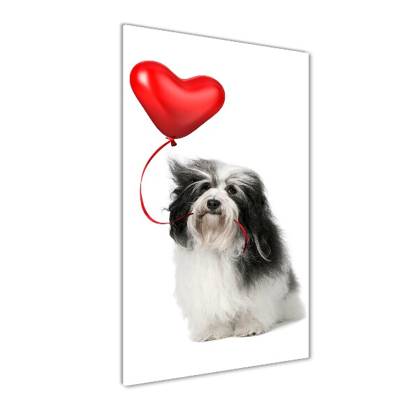 Verticale foto op glas Havanese met een ballon