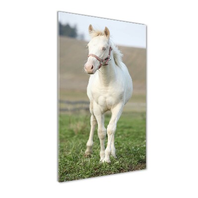 Verticale glasfoto Albino paard