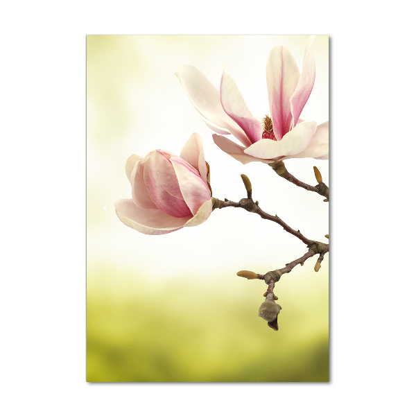 Verticale glasfoto Magnolia bloemen