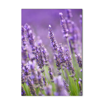Foto obraz szkło hartowane pionowy Pole lawendy