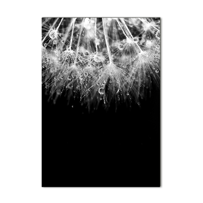 Foto obraz na szkle pionowy Nasiona dmuchawca