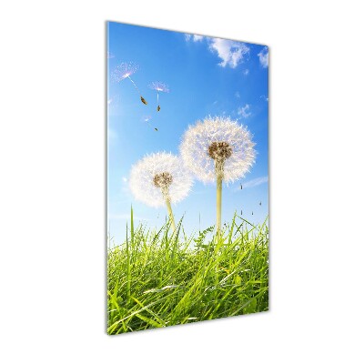Foto obraz na szkle pionowy Dmuchawce na łące