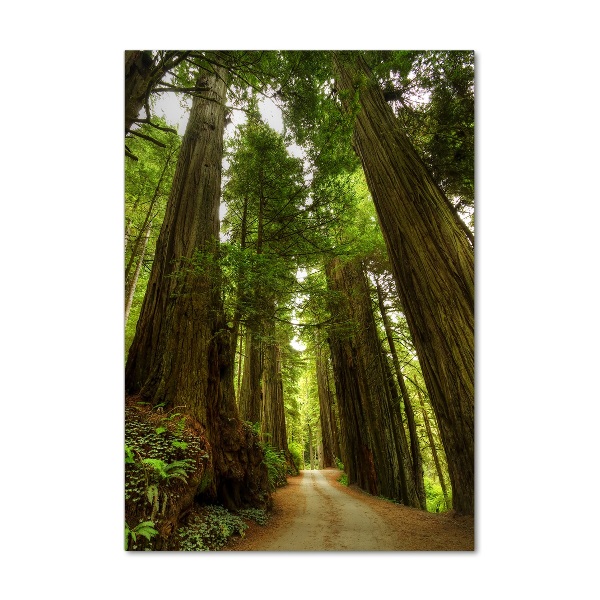 Verticale foto op glas Pad in het bos